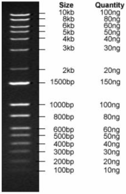 1kb Wide Range DNA Logical Marker (100bp -10kb), Ready-to-use
