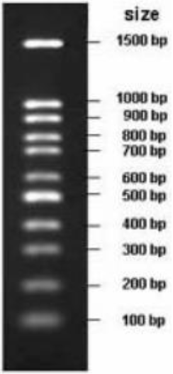 100bp DNA Marker (100bp-1500bp), Ready-to-use