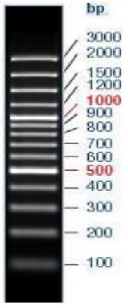 100bp DNA Marker (100bp-3000bp)