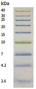 2.6kDa – 40kDa Pre-stained Protein Ladder