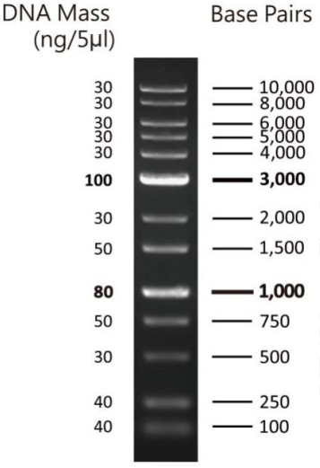*NEW* 1kb Wide Range DNA Marker PLUS (100bp – 10kb), Ready-to-use