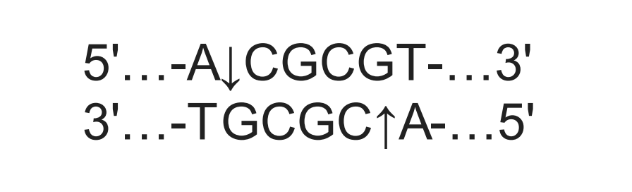 SpeedyCut MluI Restriction Enzyme