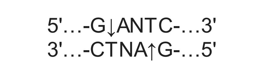 SpeedyCut HinfI Restriction Enzyme