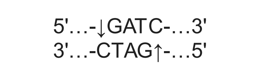 SpeedyCut DpnII Restriction Enzyme