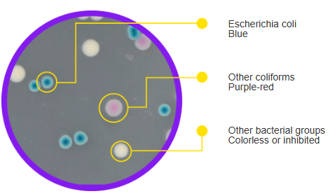 Coliform Escherichia Coli (ECC) Chromogenic Agar