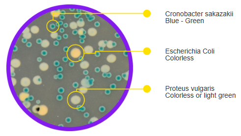 Cronobacter Chromogenic Agar