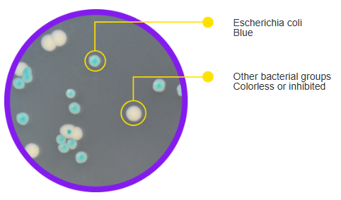 E. coli Chromogenic Agar