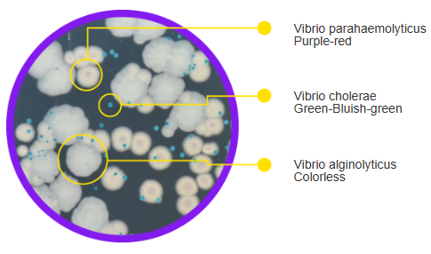 Vibrio Chromogenic Agar